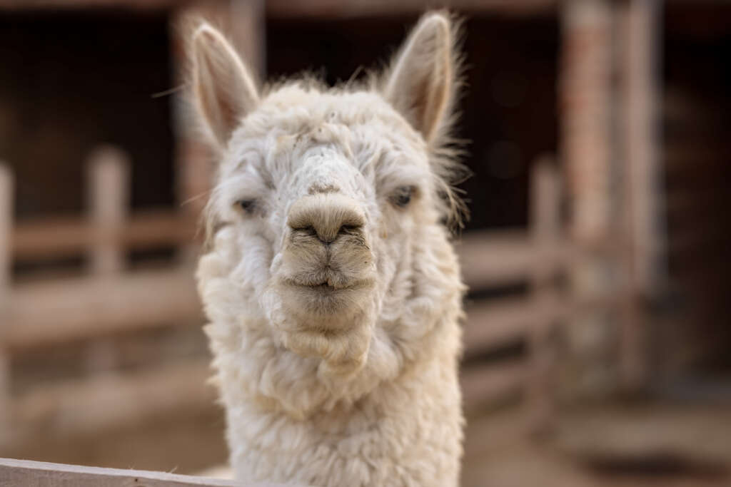 IMG_8389-1024×683-1